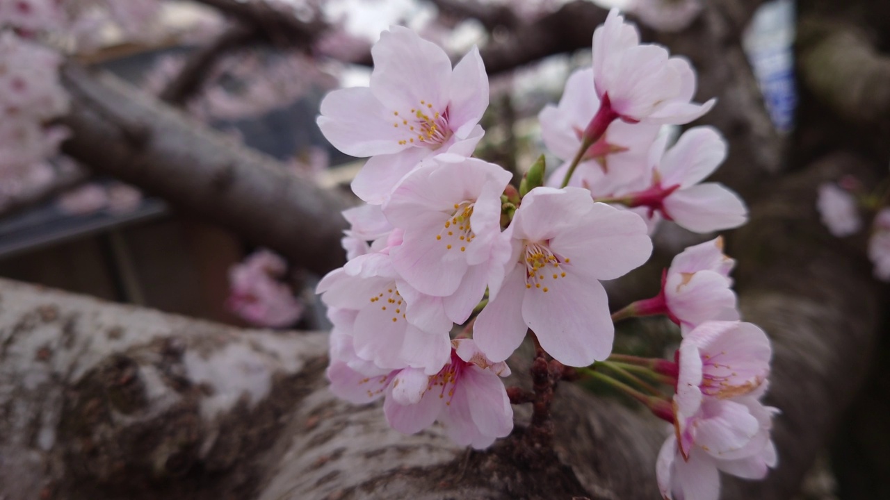 樱花，花蕾，花蕾，开花，花，粉色，自然，花园，美丽，植物，颜色，季节，盛开，白色，树叶，美丽，向上，多云，天空，鸟鸣视频素材