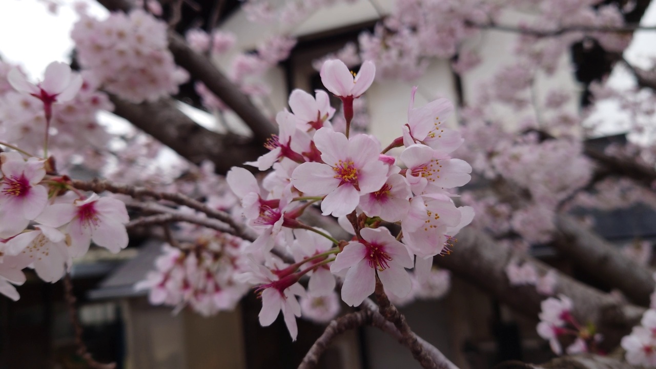 樱花，花蕾，花蕾，开花，花，粉色，自然，花园，美丽，植物，颜色，季节，盛开，白色，树叶，美丽，向上，多云，天空，鸟鸣视频素材