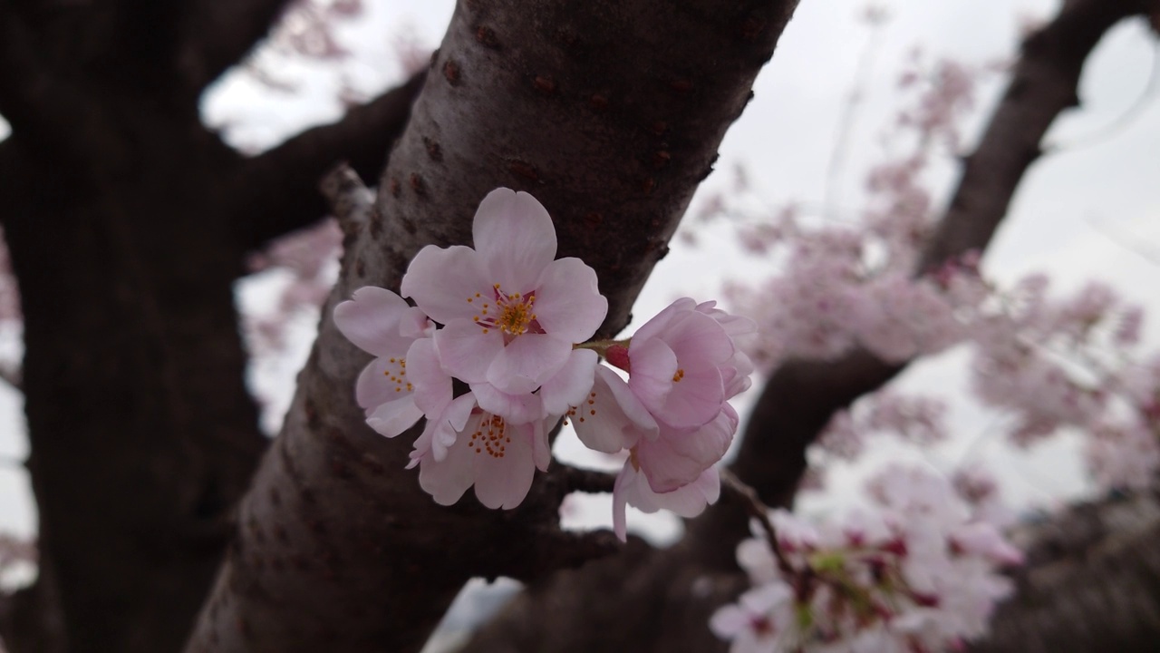 樱花，花蕾，花蕾，开花，花，粉色，自然，花园，美丽，植物，颜色，季节，盛开，白色，树叶，美丽，向上，多云，天空，鸟鸣视频素材