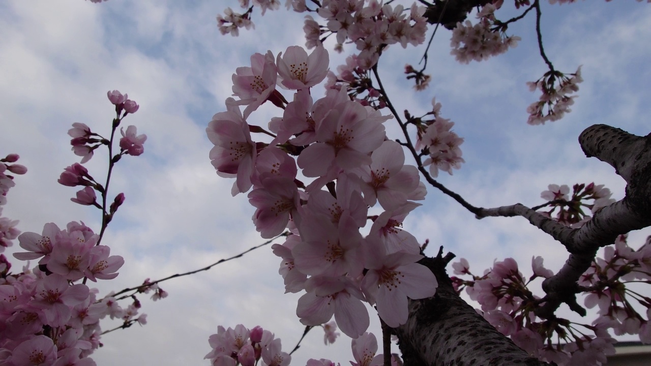 樱花，花蕾，花蕾，开花，花，粉色，自然，花园，美丽，植物，颜色，季节，盛开，白色，树叶，美丽，向上，多云，天空，鸟鸣视频素材