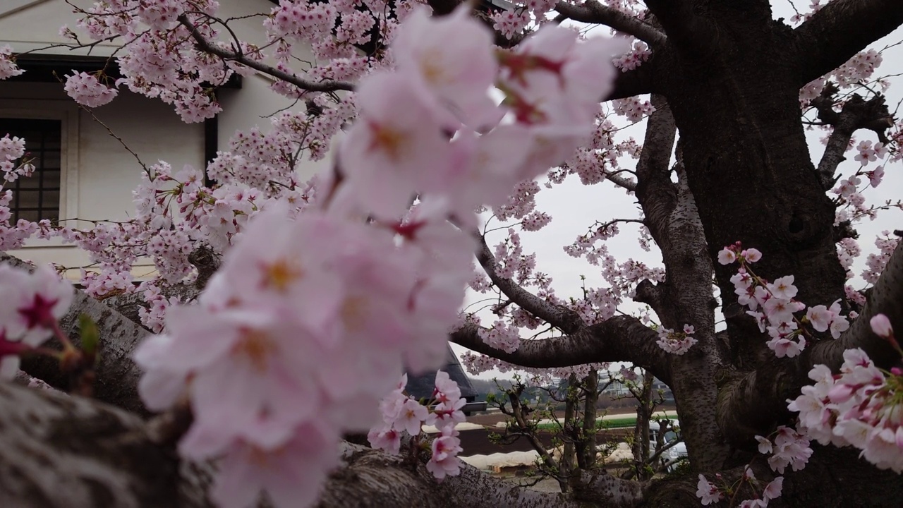 樱花，花蕾，花蕾，开花，花，粉色，自然，花园，美丽，植物，颜色，季节，盛开，白色，树叶，美丽，向上，多云，天空，鸟鸣视频素材