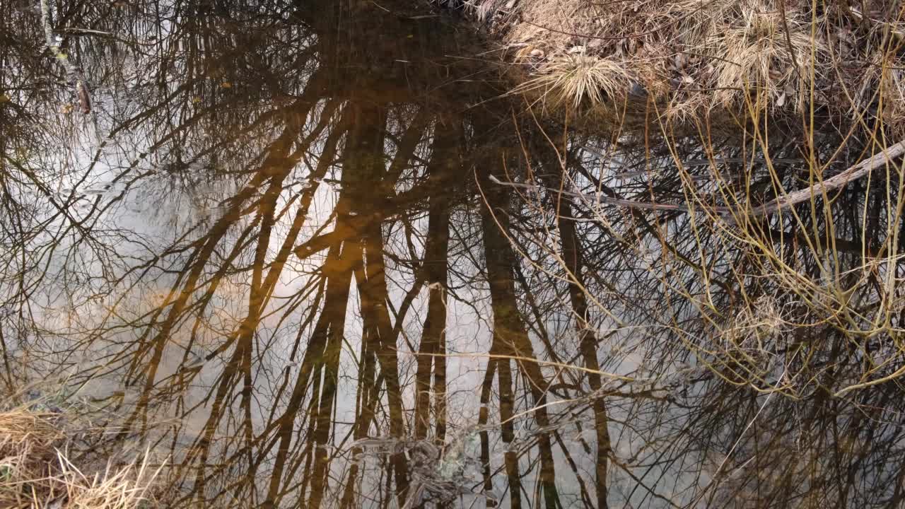 小水波特写。树的倒影，没有叶子的灌木。秋天或早春。抑郁症。黑暗。冷水。坏天气。大自然为冬天做准备。第一次霜冻。视频素材