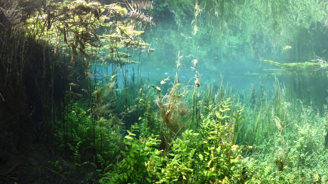 水下淡水湖河流的春天景色与草和藻类反射和阳光阿兹麦河阿卡视频素材