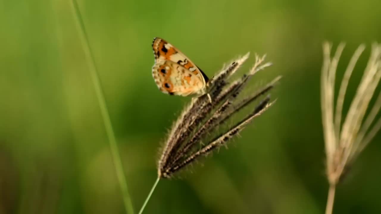 蝴蝶视频素材