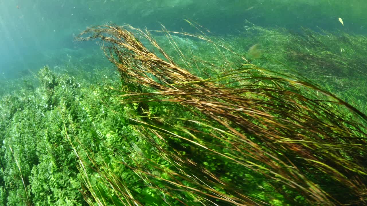 水下淡水湖河流的春天景色与草和藻类反射和阳光阿兹麦河阿卡视频素材