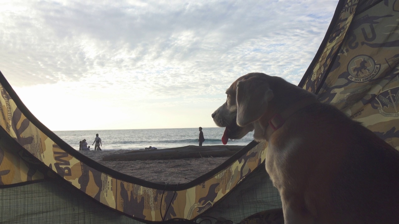 美丽的小猎犬在日落的肖像视频下载