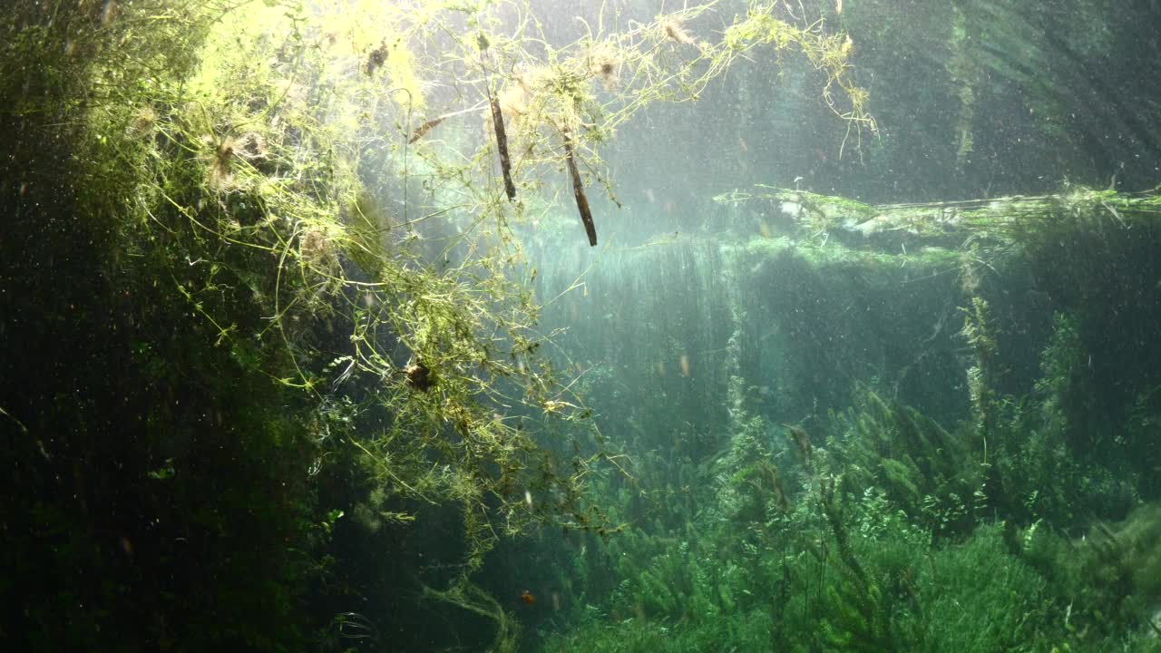 水下淡水湖河流的春天景色与草和藻类反射和阳光阿兹麦河阿卡视频素材