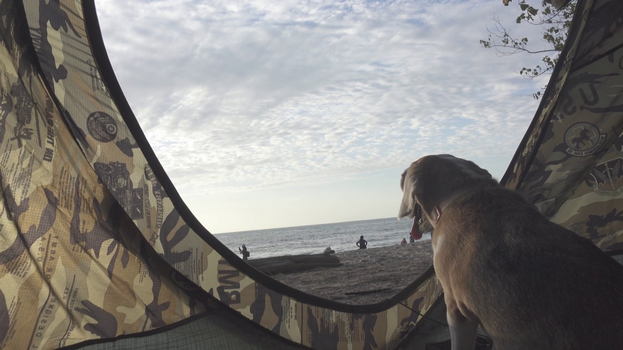 美丽的小猎犬在日落的肖像视频下载