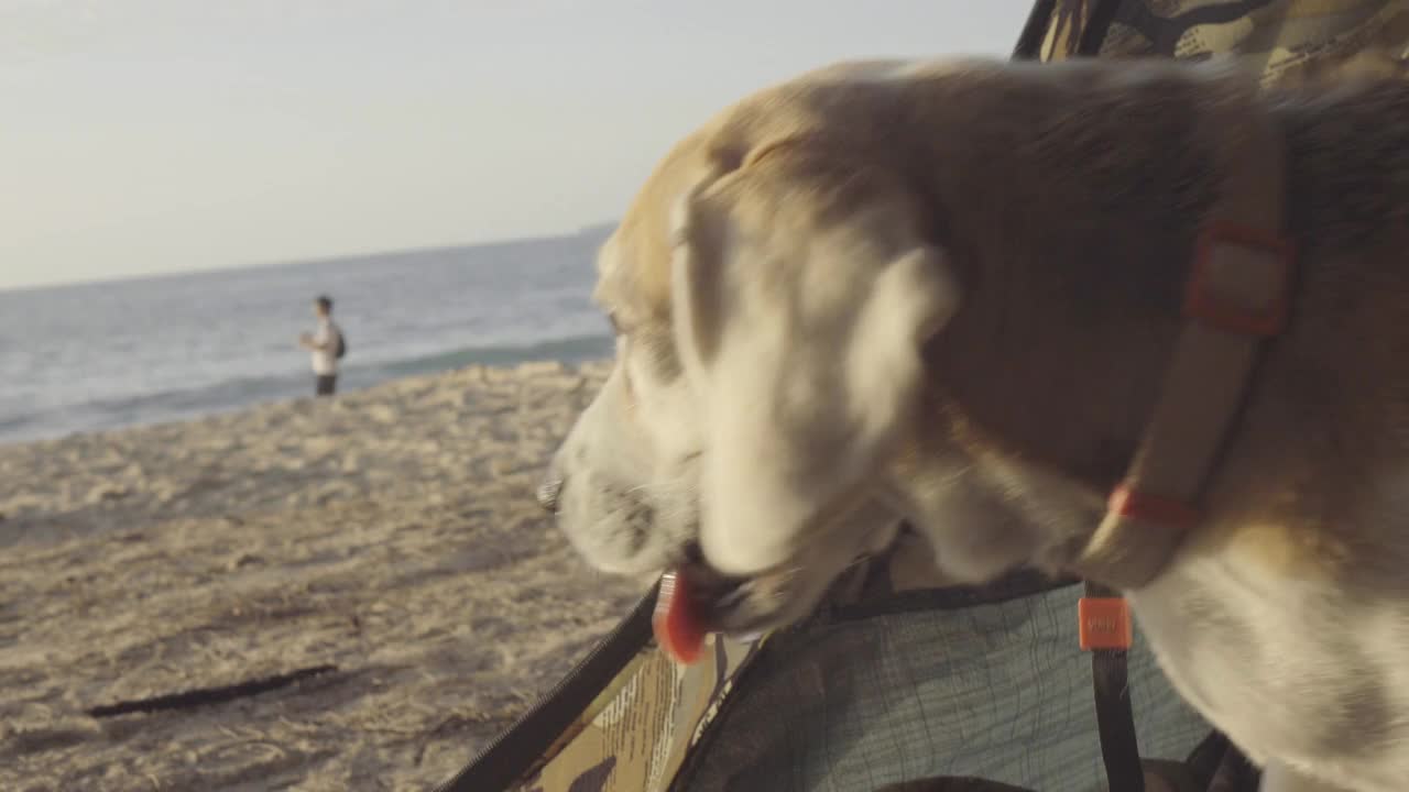 美丽的小猎犬在日落的肖像视频下载