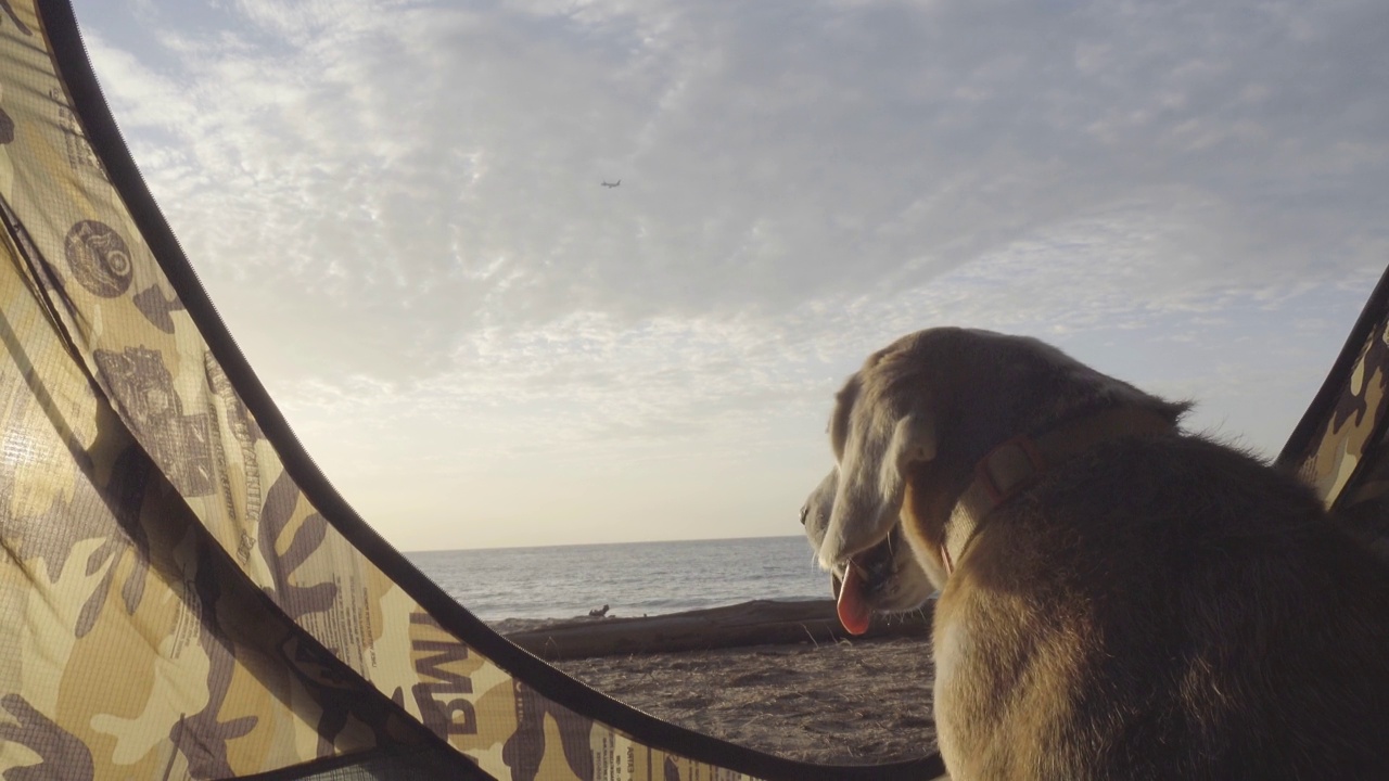 美丽的小猎犬在日落的肖像视频素材