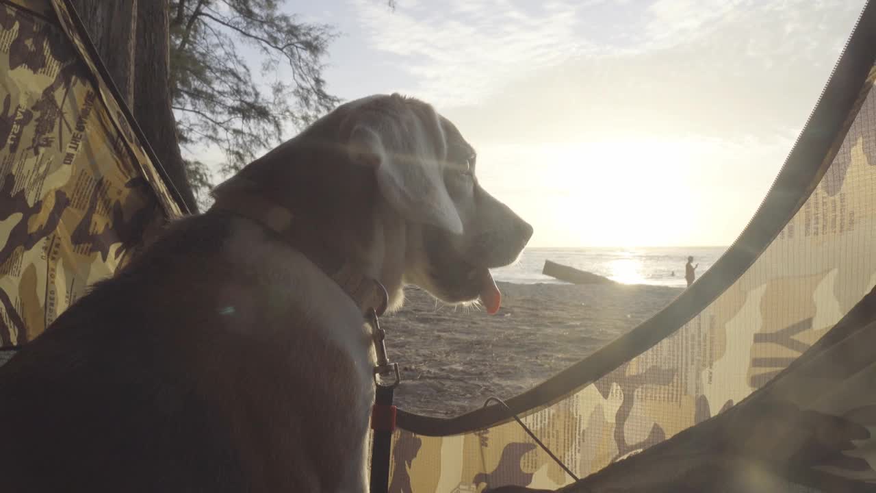 美丽的小猎犬在日落的肖像视频下载