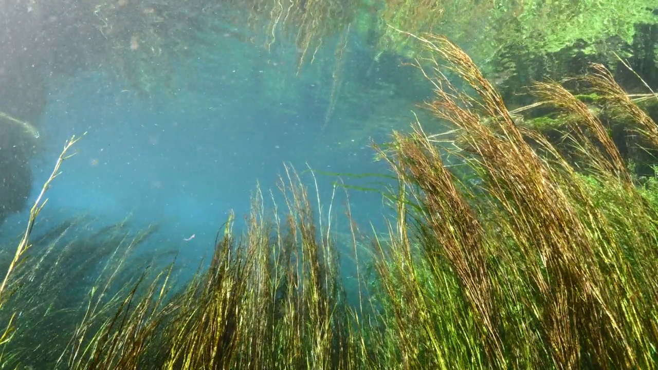 水下淡水湖河流的春天景色与草和藻类反射和阳光阿兹麦河阿卡视频素材