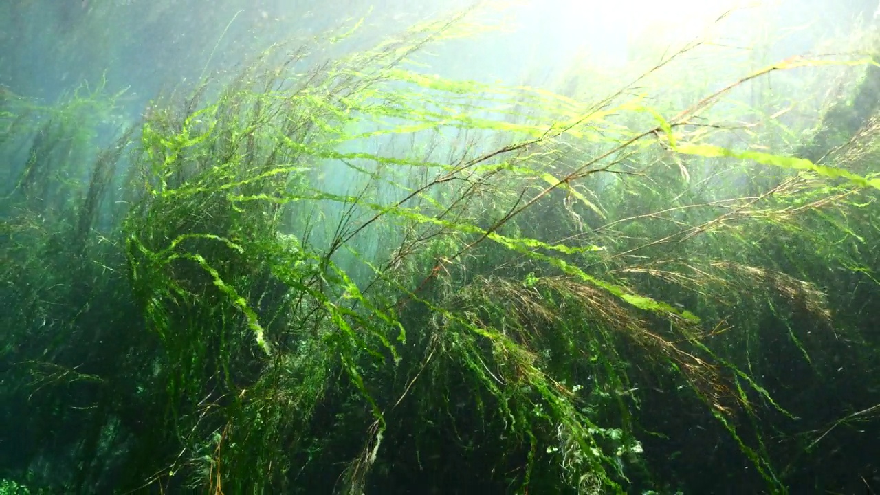 水下淡水湖河流的春天景色与草和藻类反射和阳光阿兹麦河阿卡视频素材