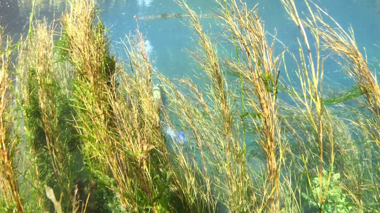 水下淡水湖河流的春天景色与草和藻类反射和阳光阿兹麦河阿卡视频素材