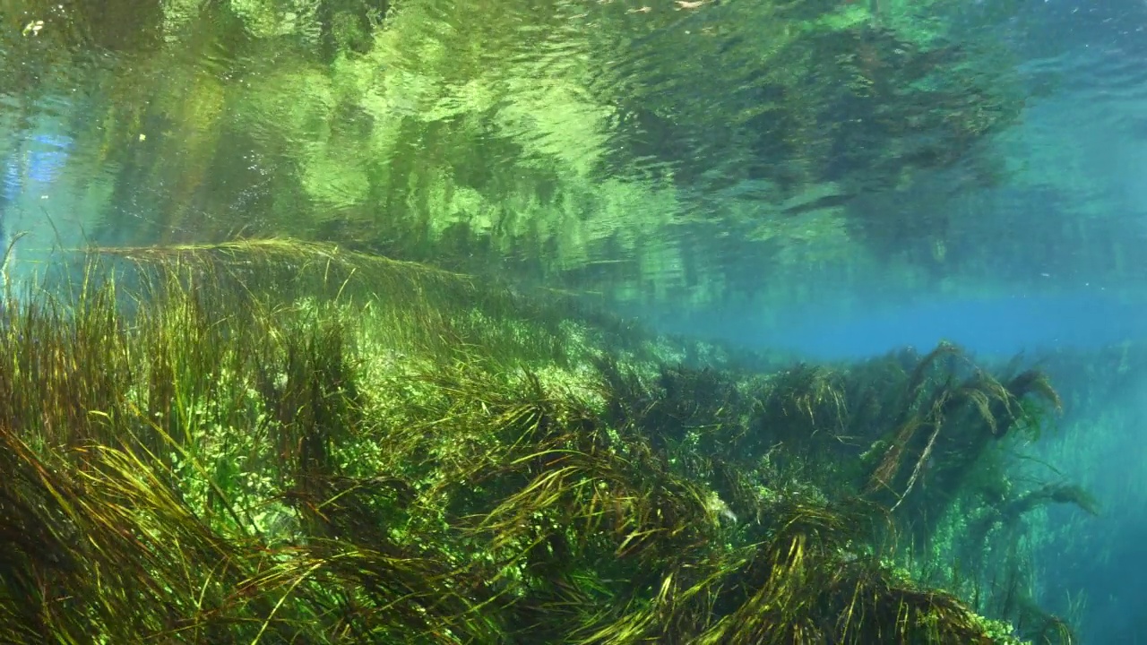 水下淡水湖河流的春天景色与草和藻类反射和阳光阿兹麦河阿卡视频素材