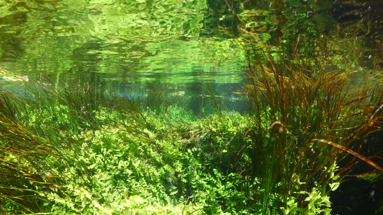 水下淡水湖河流的春天景色与草和藻类反射和阳光阿兹麦河阿卡视频素材