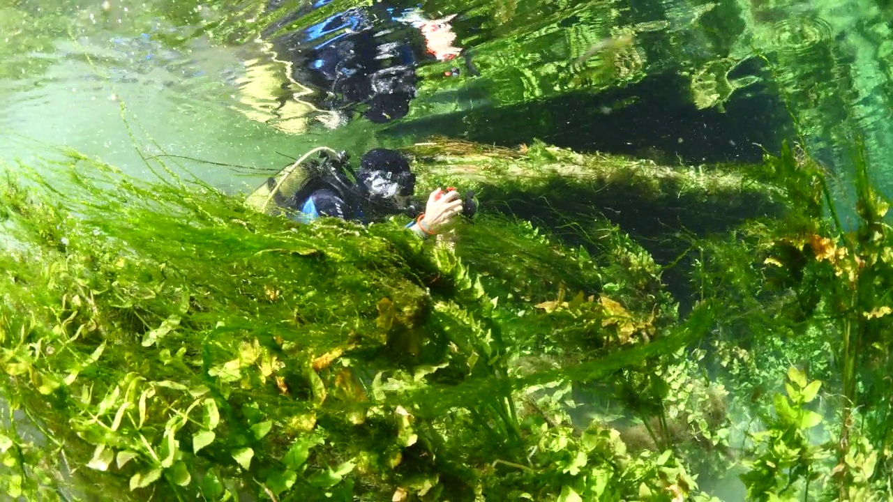 水下淡水湖河流的春天景色与草和藻类反射和阳光阿兹麦河阿卡视频素材