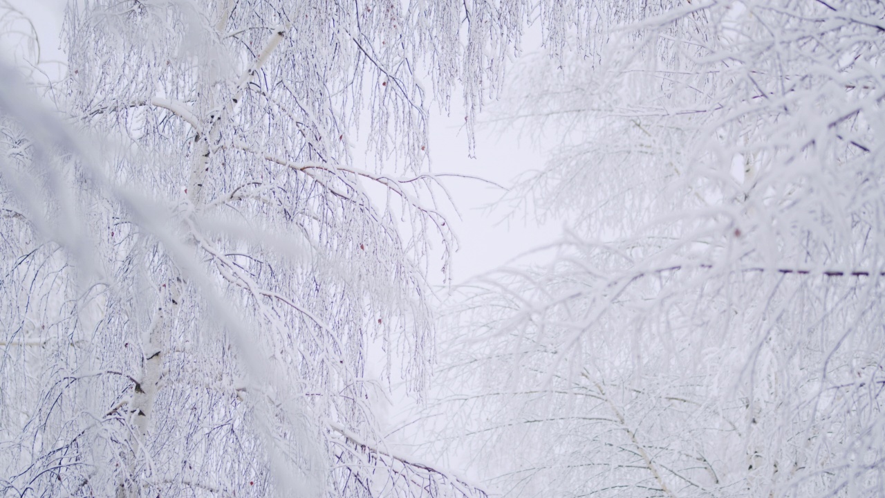 冬天白天的风景在白桦树林里下雪视频素材