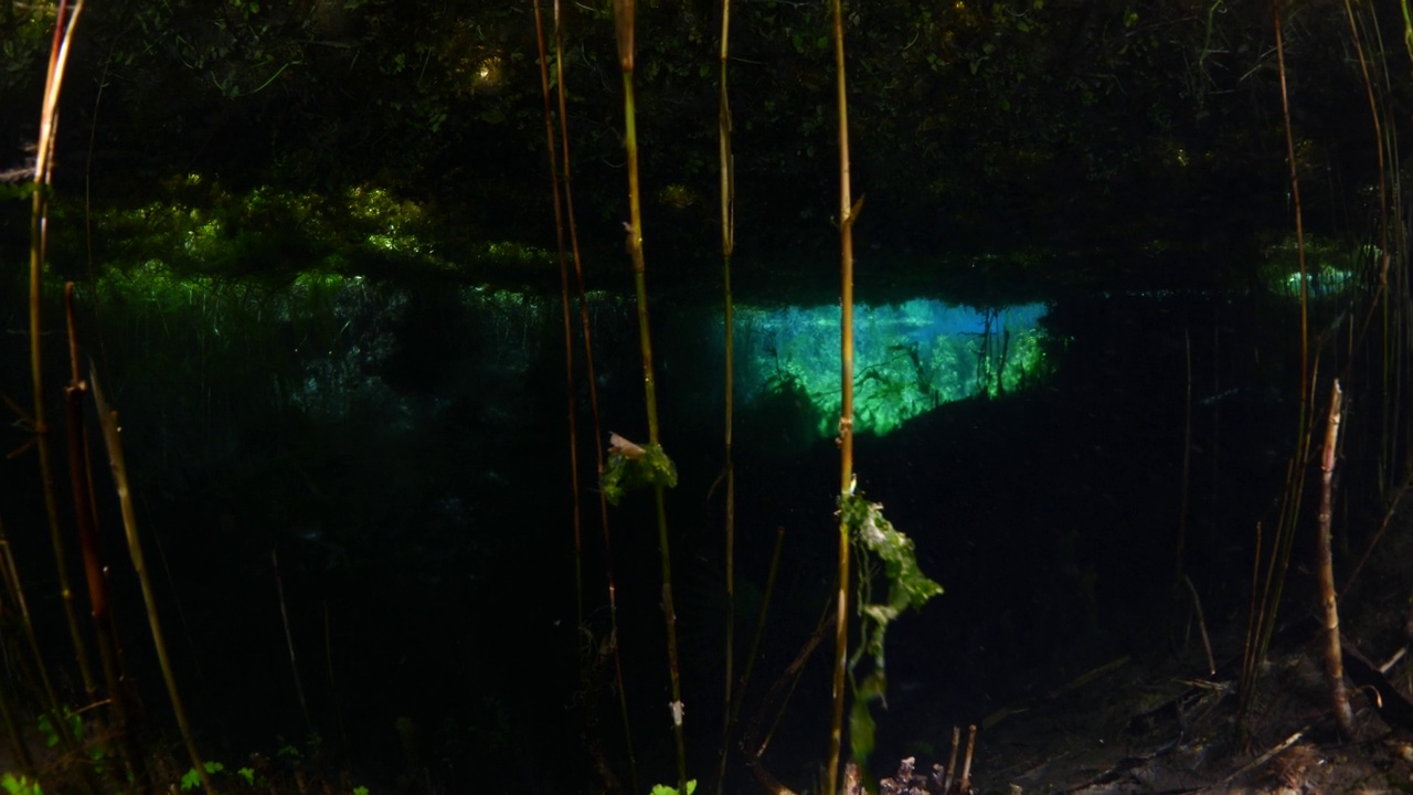 水下淡水湖河流的春天景色与草和藻类反射和阳光阿兹麦河阿卡视频素材