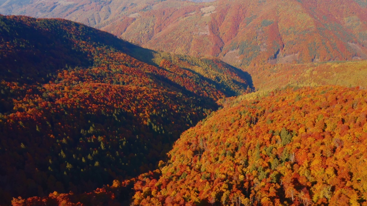 从四轴飞行器拍摄的风景如画的多彩森林。视频素材