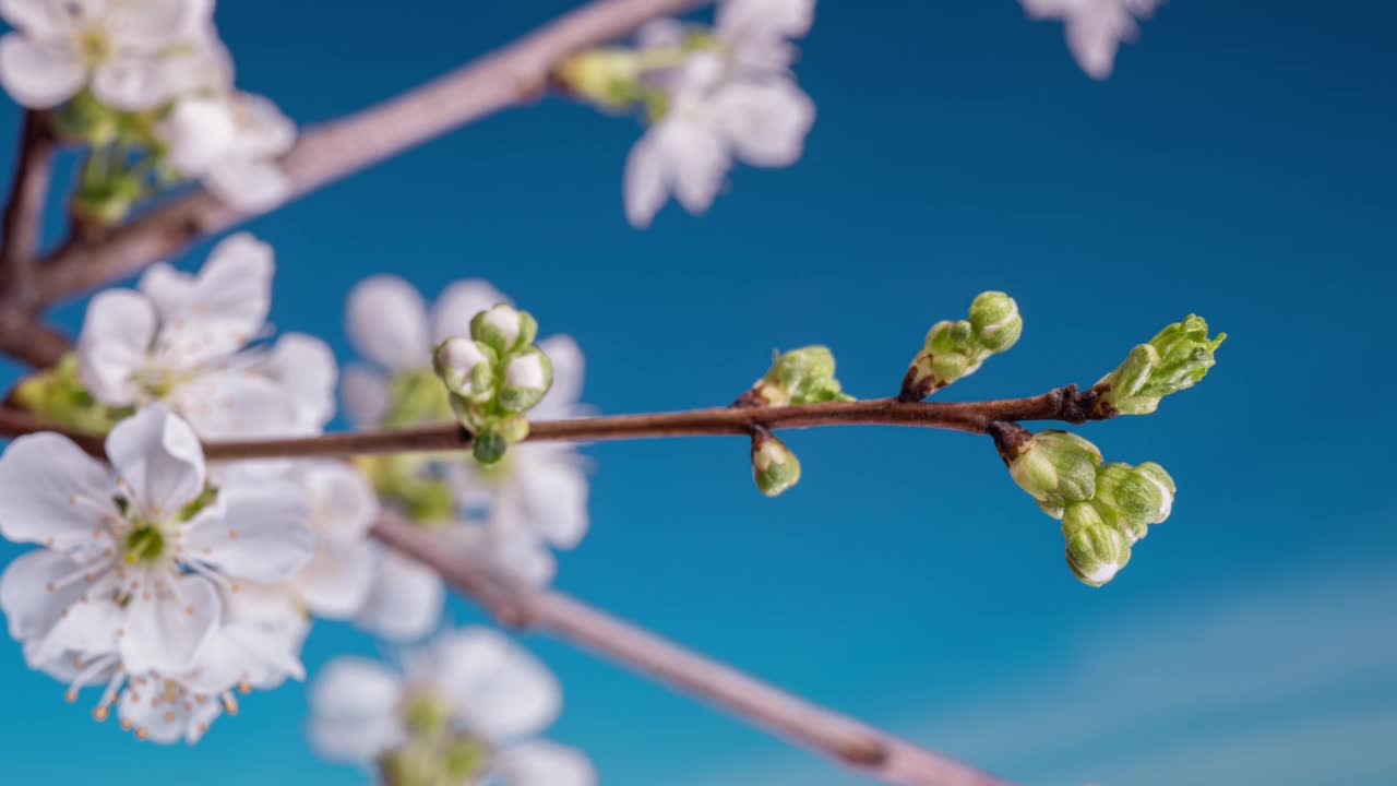 一棵樱桃树上盛开着白色的花朵。一段延时拍摄的樱花白色花瓣盛开的视频。宏。大自然。创造性的间隔拍摄视频素材