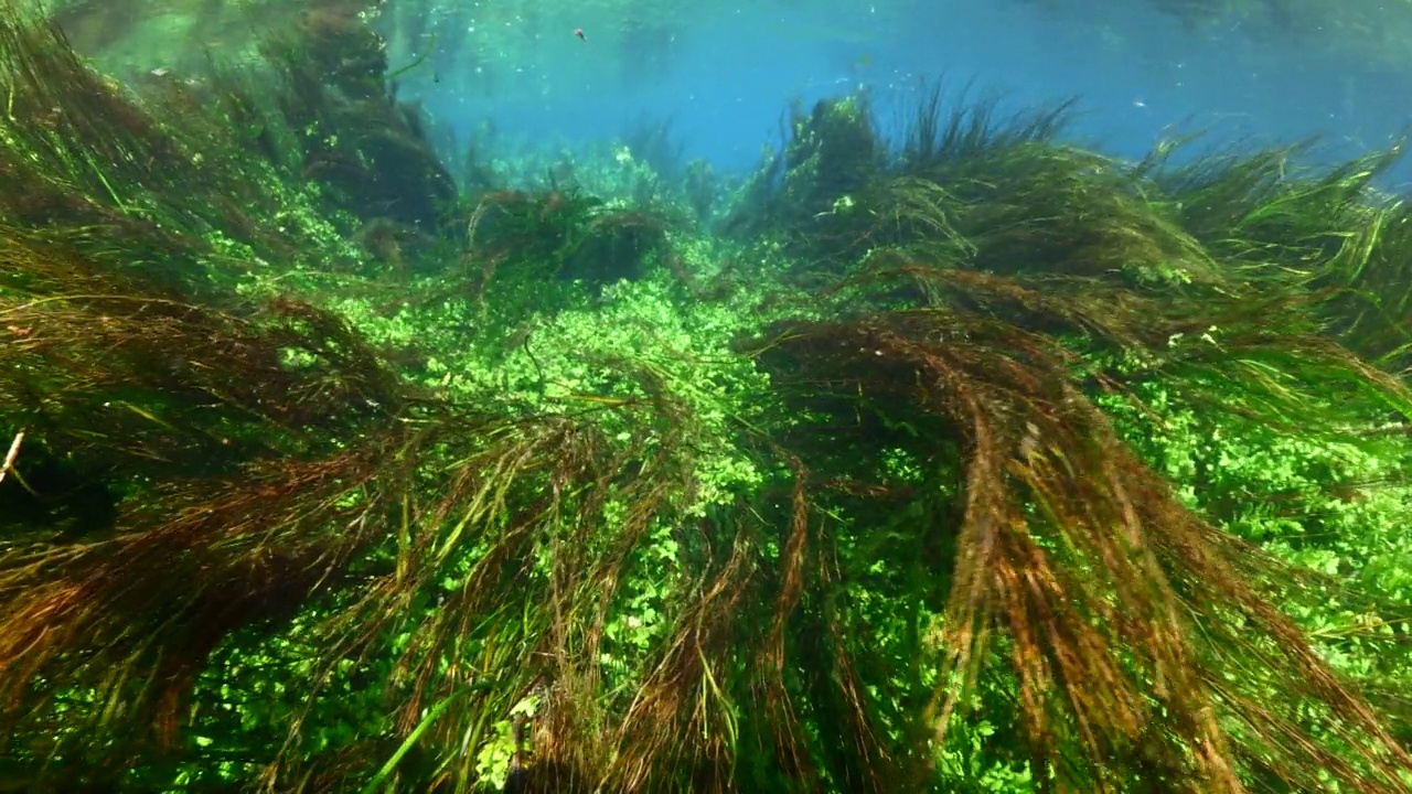 水下淡水湖河流的春天景色与草和藻类反射和阳光阿兹麦河阿卡视频素材