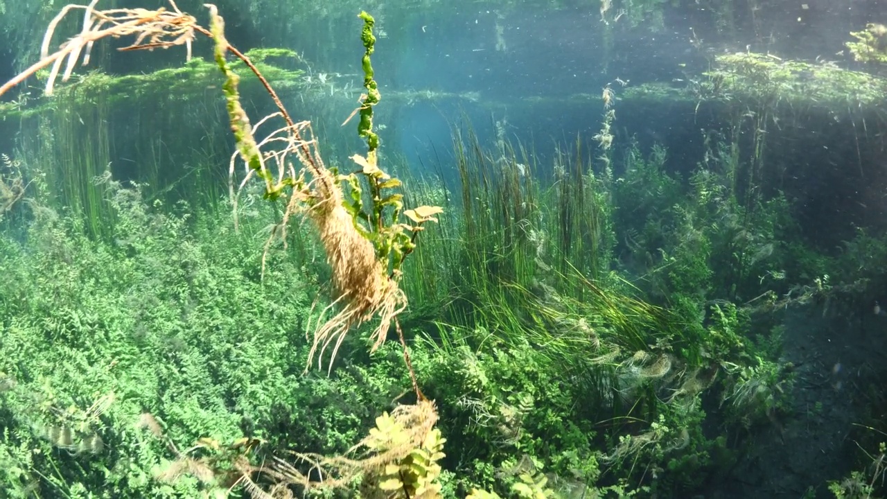 水下淡水湖河流的春天景色与草和藻类反射和阳光阿兹麦河阿卡视频素材