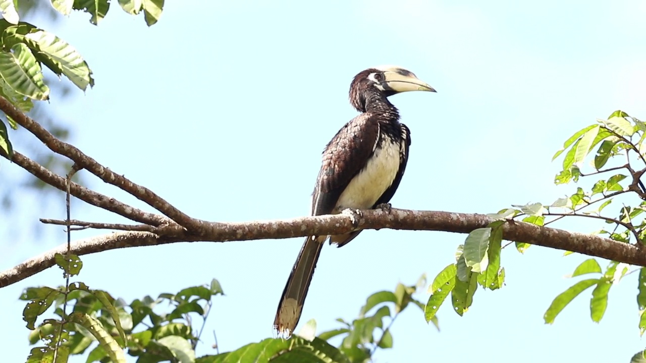 自然分枝上的东方花衣犀鸟(Anthracoceros albirostris)视频素材