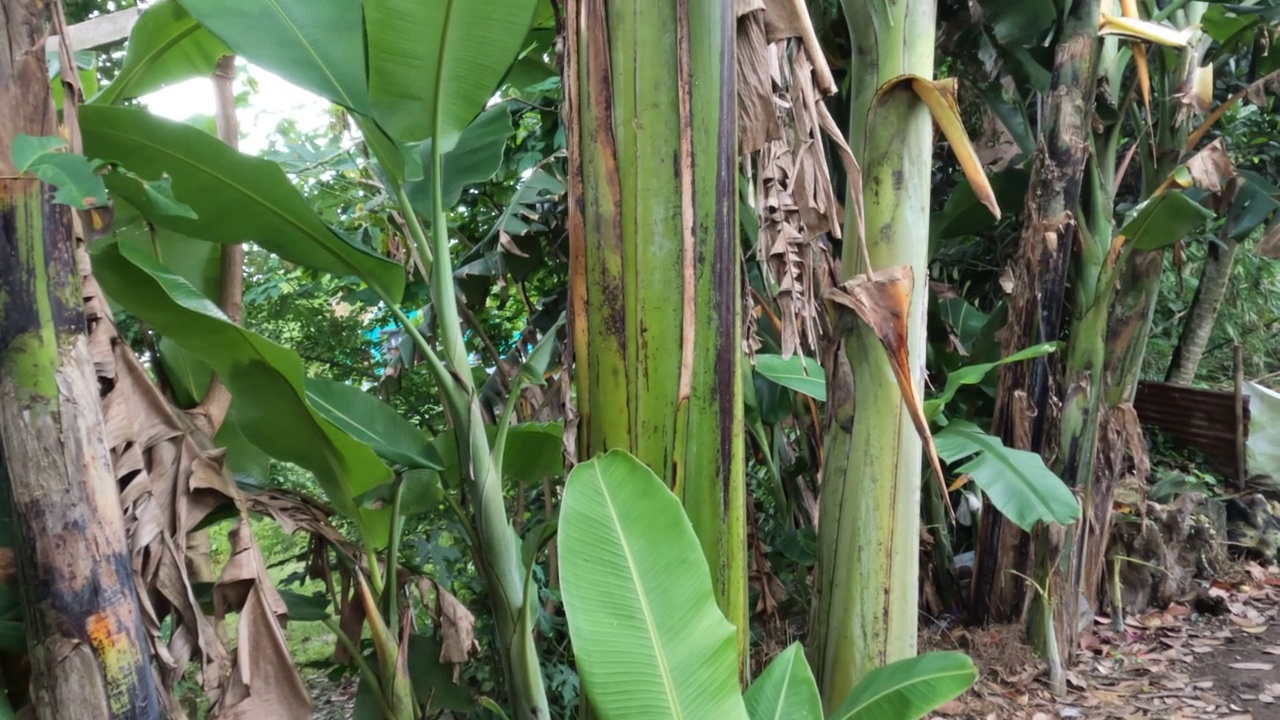 生长在缺乏维护的花园里的一丛香蕉树视频素材