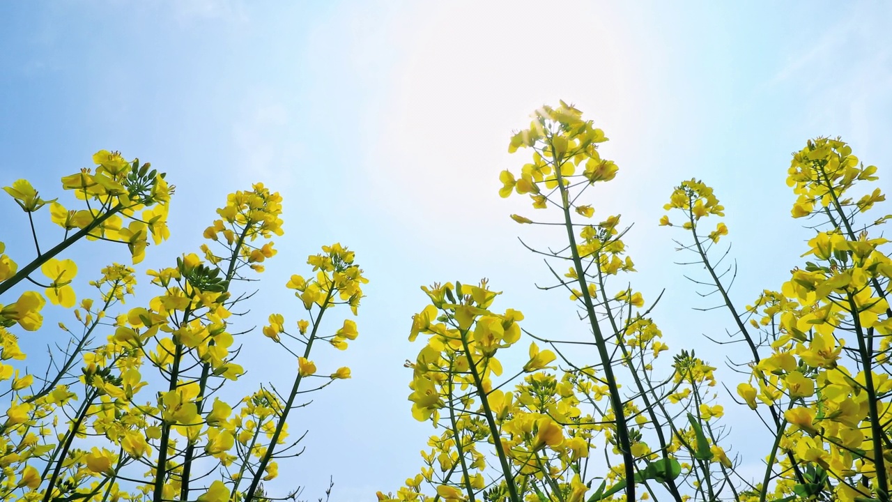 黄色的油菜花在春天盛开视频素材