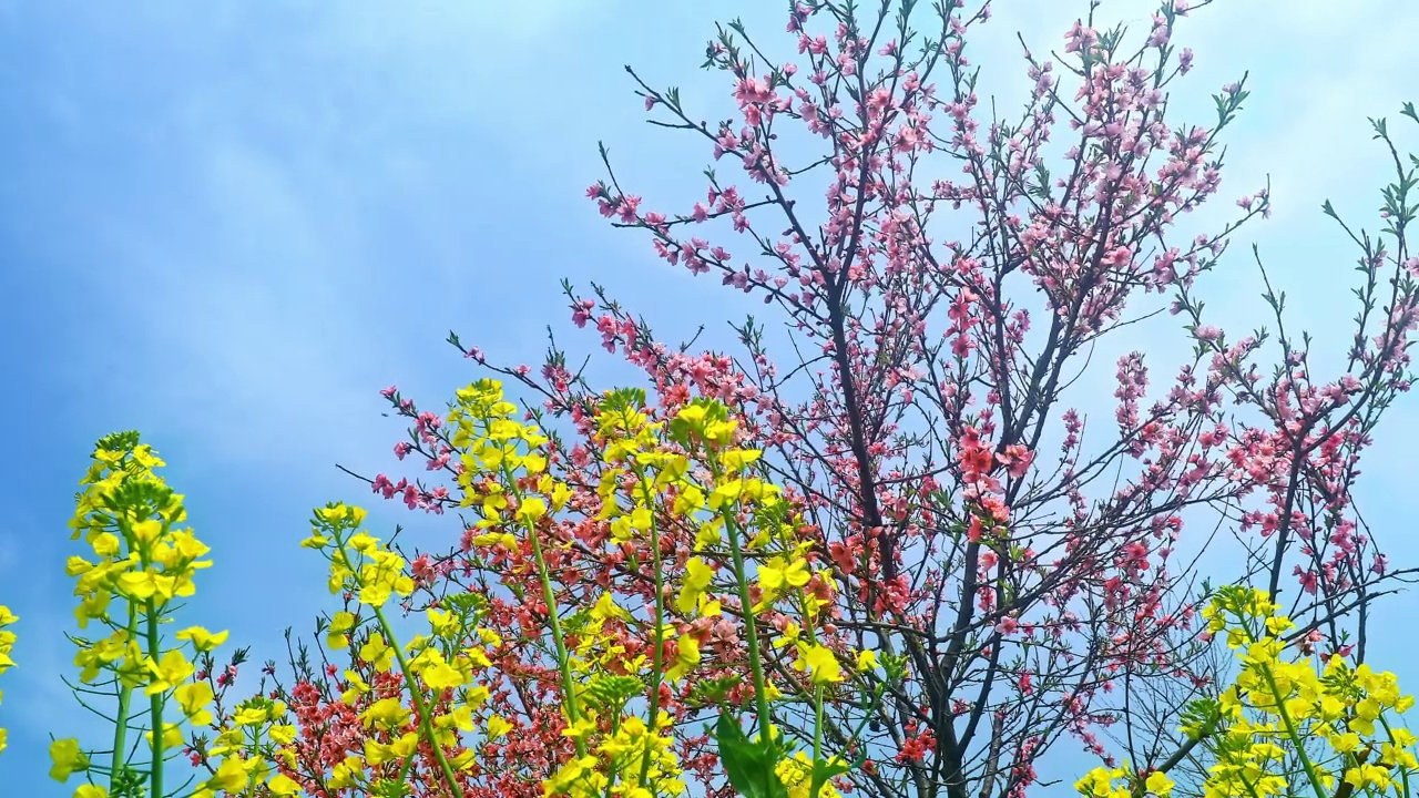 粉红色的桃花在春天盛开视频素材