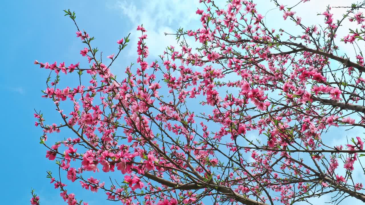 粉红色的桃花在春天盛开视频素材