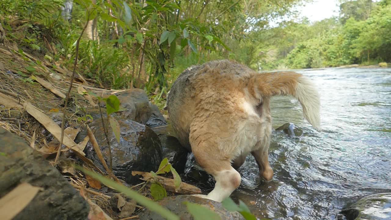 小猎犬甩掉了水视频下载