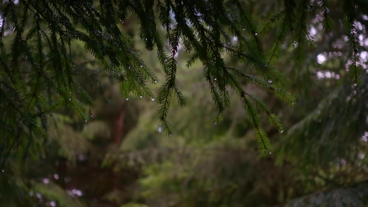 在黑暗的森林里，云杉的树枝在雨中缩成一团视频素材