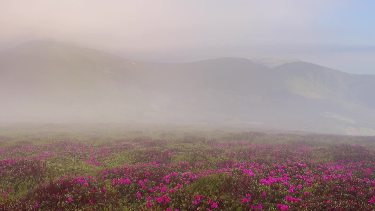 雾蒙蒙的早晨和一片神奇的粉红杜鹃花林间空地。视频素材