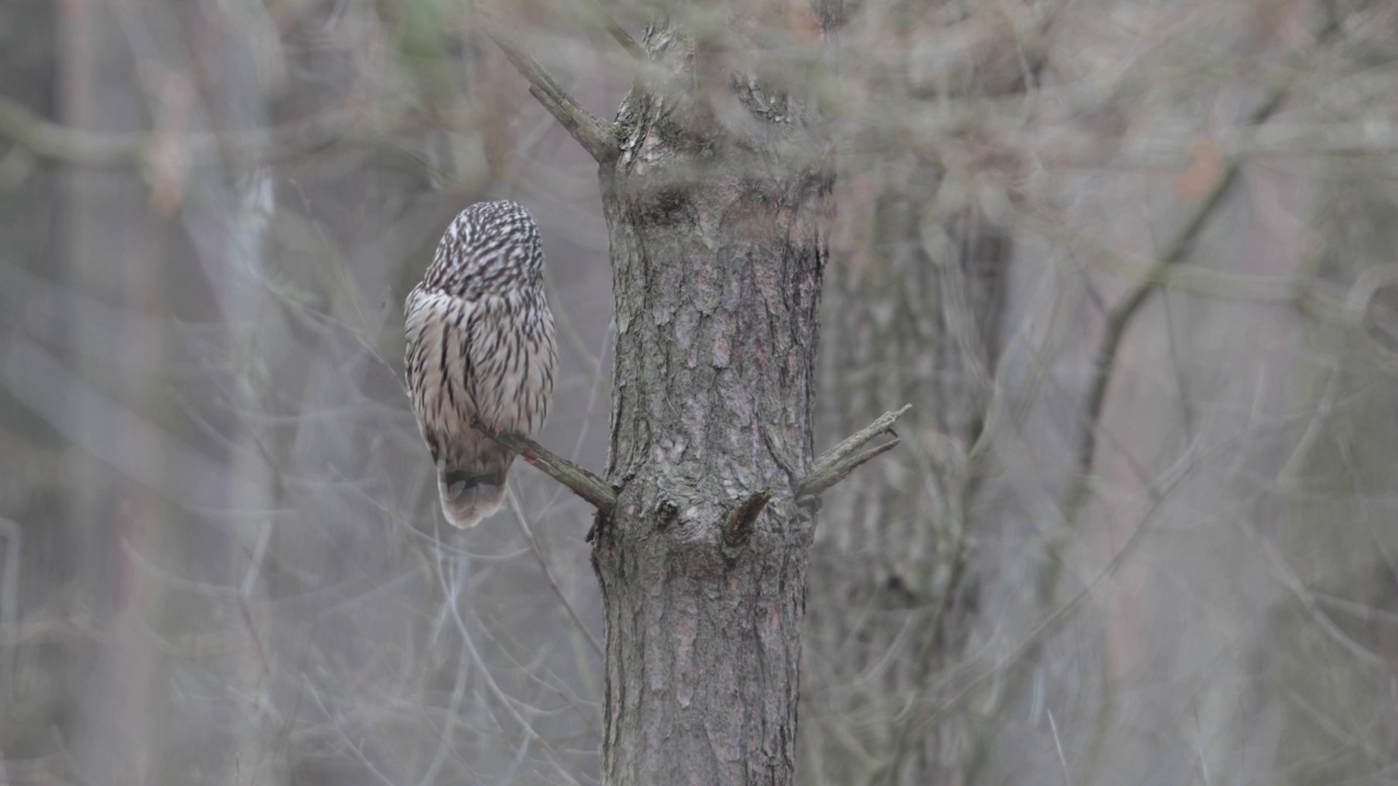 野生的乌拉尔猫头鹰(Strix uralensis)。视频素材