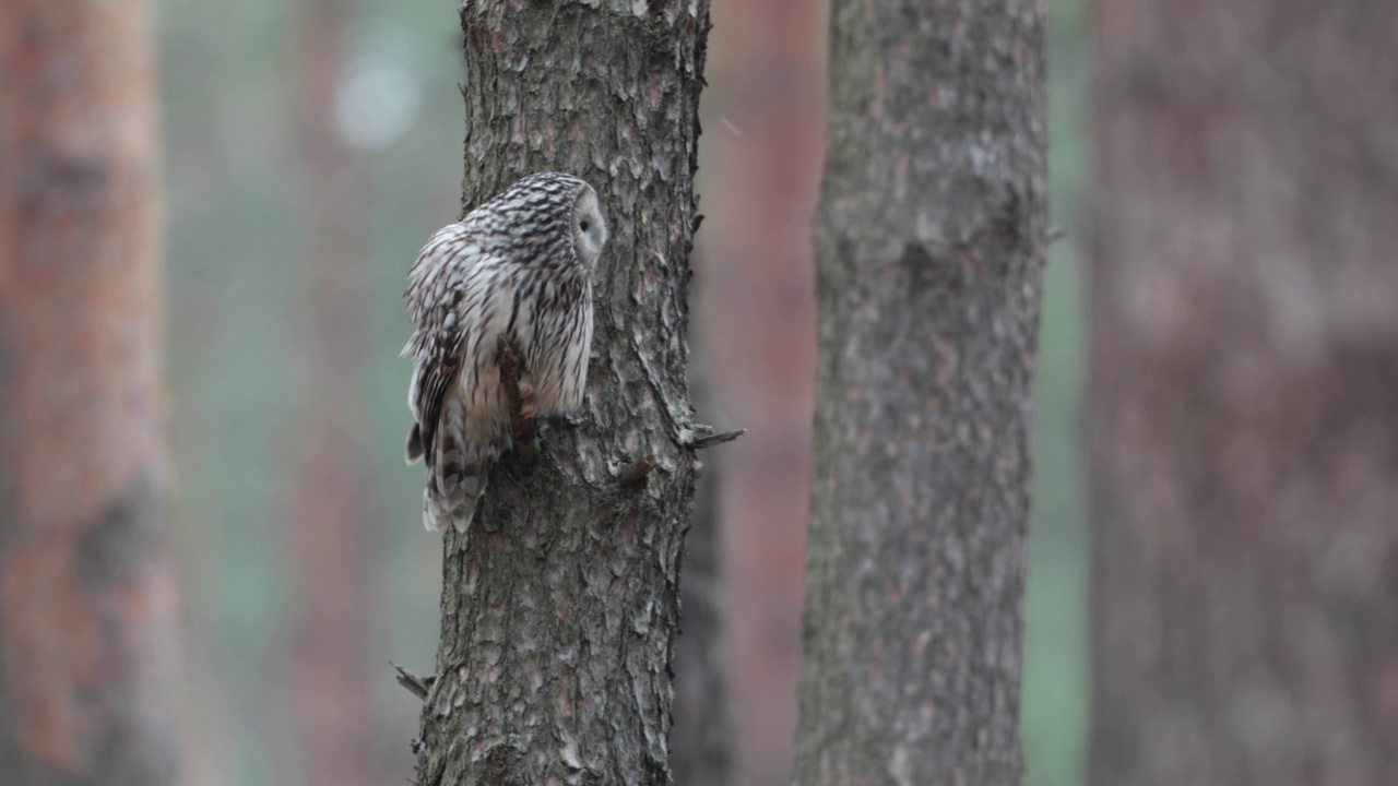 野生的乌拉尔猫头鹰(Strix uralensis)。视频素材