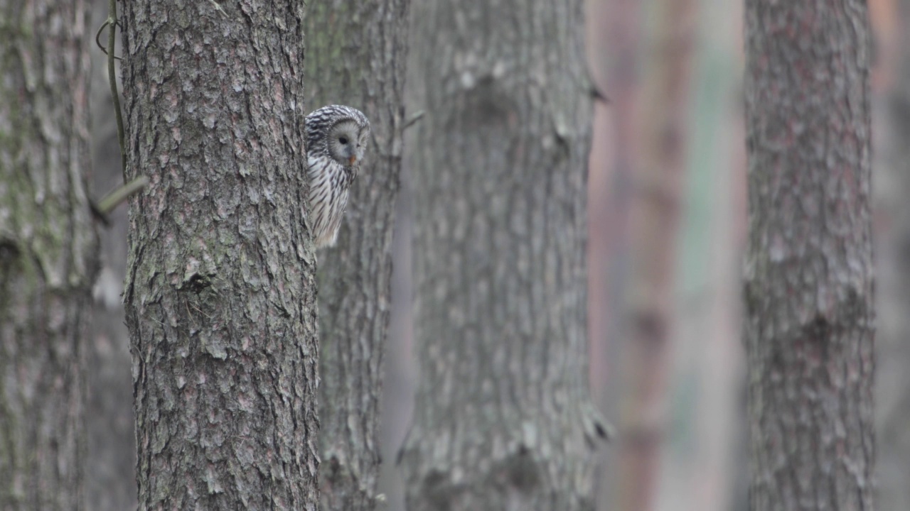 野生的乌拉尔猫头鹰(Strix uralensis)。视频素材