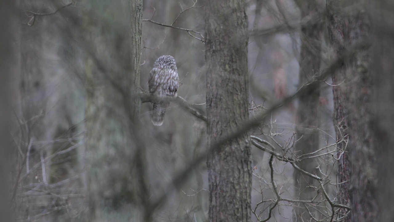 野生的乌拉尔猫头鹰(Strix uralensis)。视频素材