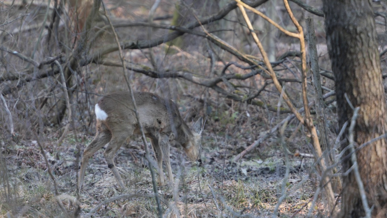 狍子（Capreolus capreolus）视频素材