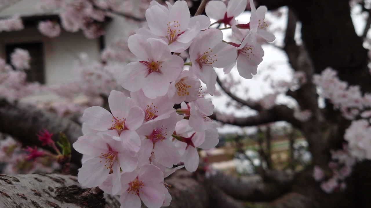 树，花，全盛，自然，粉红，早午餐，盛开，惊人，樱花，季节，种植，植物，美丽，花园，白色，天空，日本，芽，花，樱花，蓝色，开花视频素材