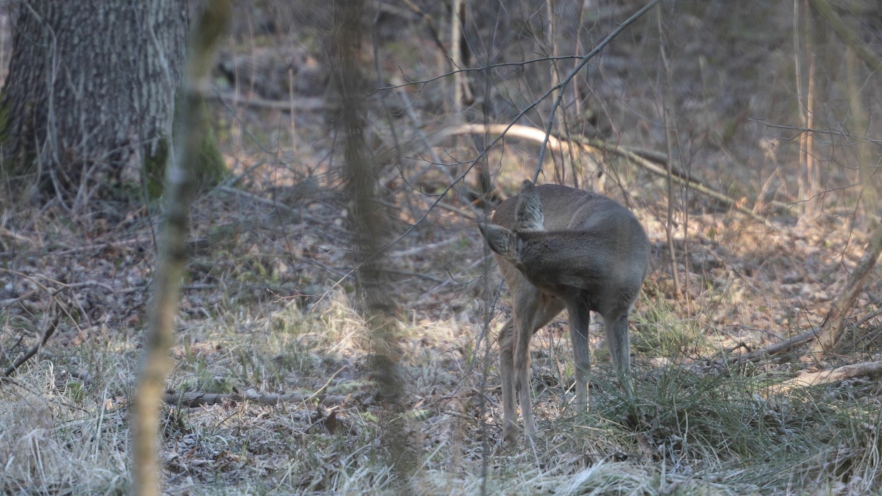 狍子（Capreolus capreolus）视频素材