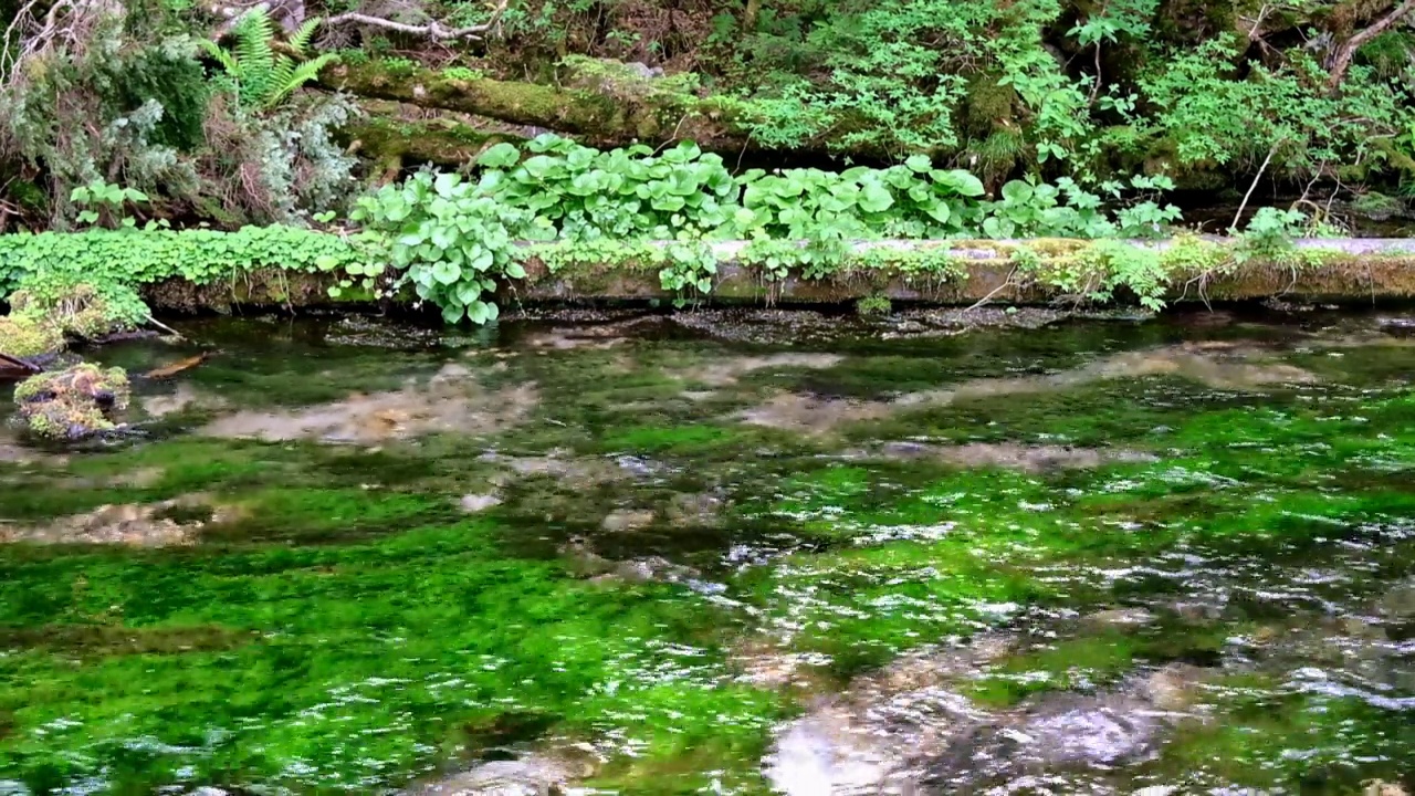 清澈的清水河和白kamo，天然山葵，上高池视频下载