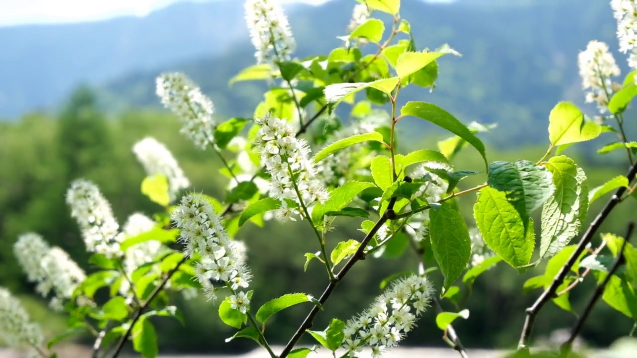 樱花在风中摇曳，上高池视频下载