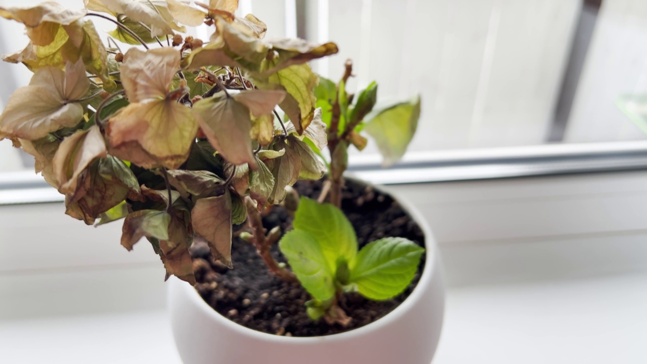 白色花盆里枯萎的花朵。室内植物病害。全景视频素材