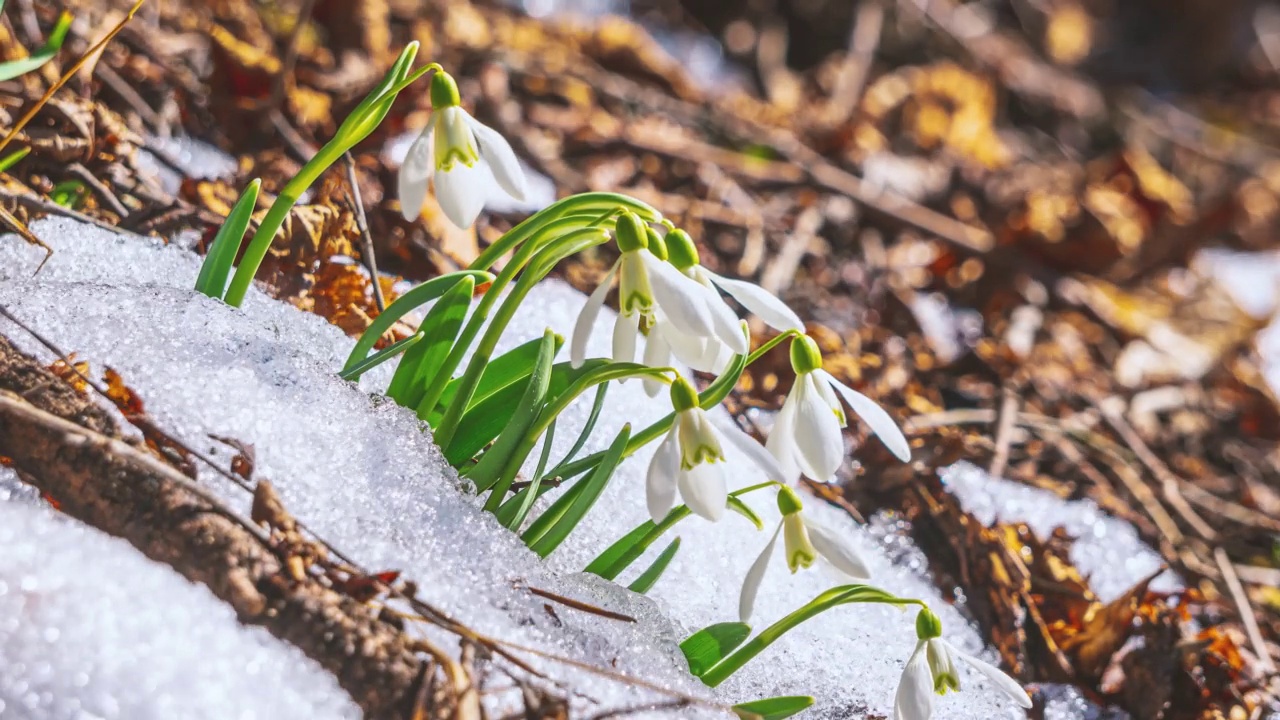 雪融化，白色的雪花盛开在阳光明媚的春天森林背景时间流逝美丽的自然视频素材