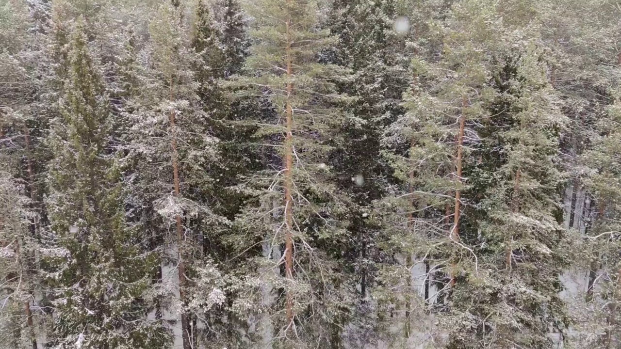 森林里下雪了。冬天的风景视频素材