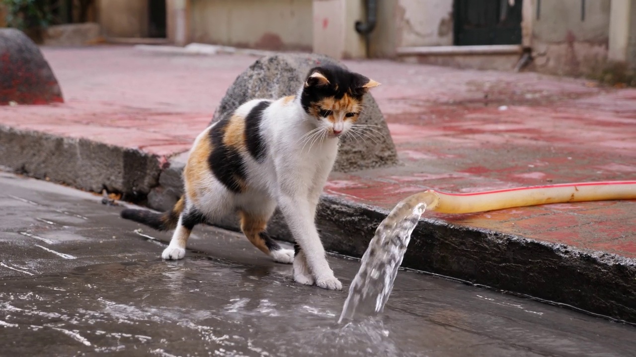 搞笑的小猫在玩水管里喷出的水视频素材