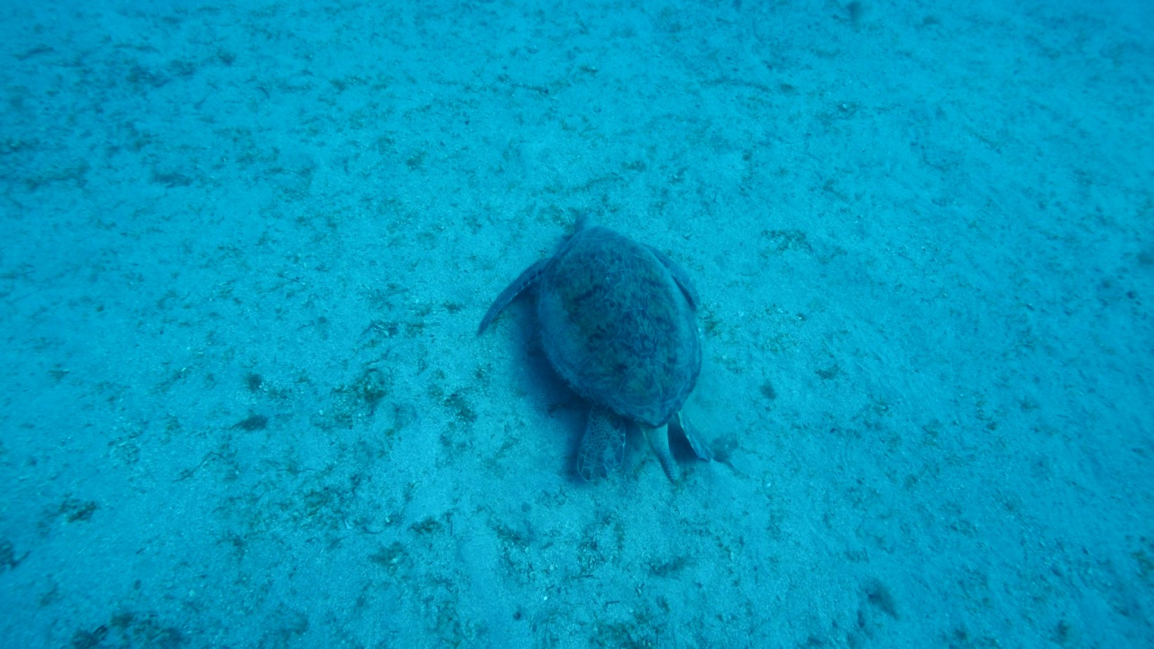 海龟在水下缓慢地游泳，阳光和光线海洋风景蓝色的水Chelonia mydas视频素材