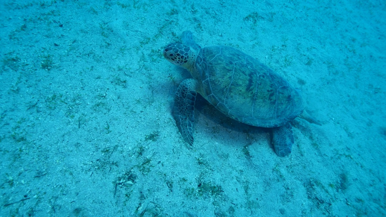 海龟在水下缓慢地游泳，阳光和光线海洋风景蓝色的水Chelonia mydas视频素材